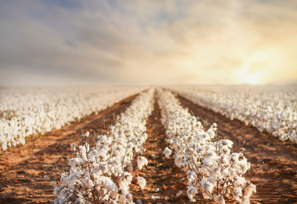 ORGANIC COTTON FARMING